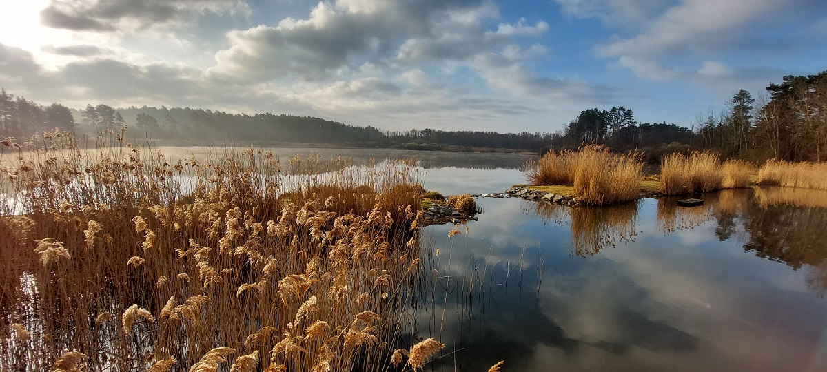 Máchovo jezero - Swamp