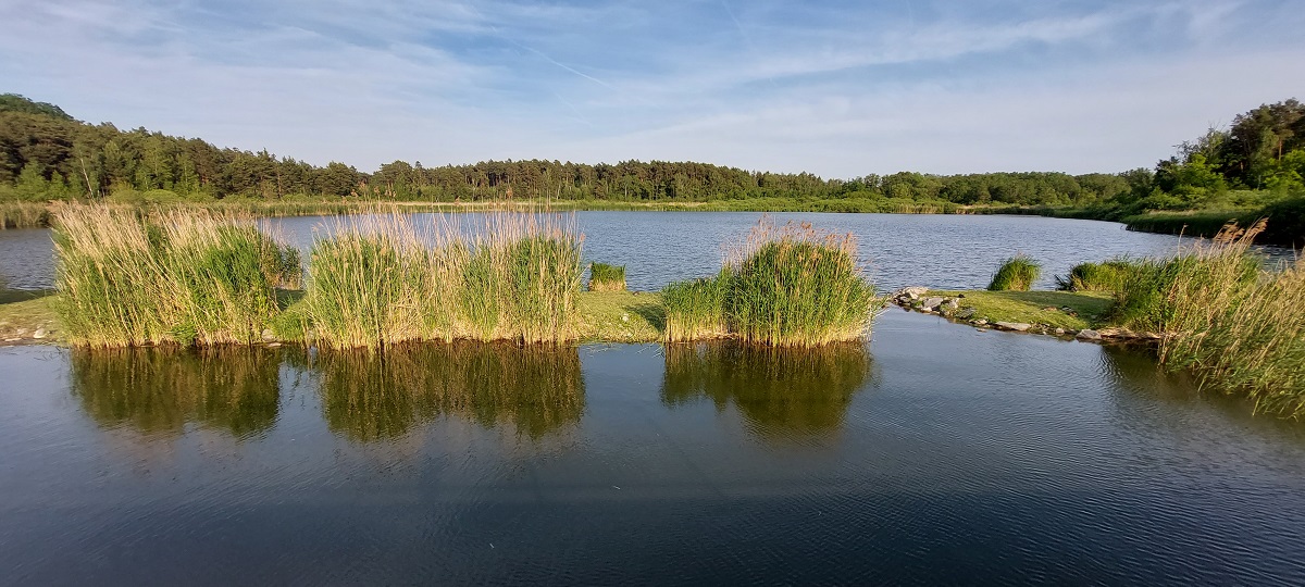 Máchovo jezero - Swamp