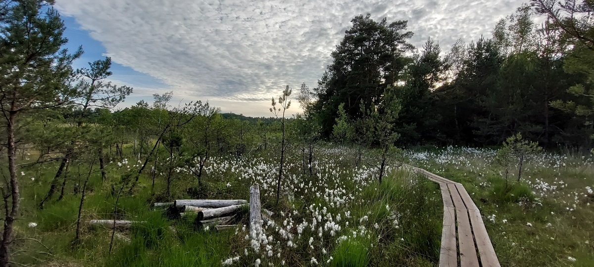 Máchovo jezero - Swamp